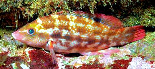 Symphodus bailloni_00008